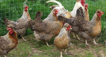 Jak chovat legbar kuřata doma?